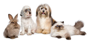 group of young pets: english setter puppy, havanese dog, persian kitten, little rabbit - isolated on white